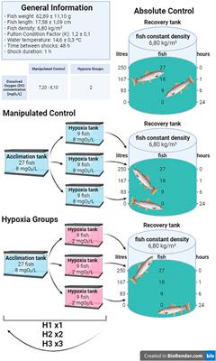 Repeated hypoxic episodes allow hematological and physiological habituation in rainbow trout